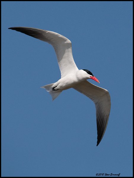 _0SB9210 caspian tern.jpg